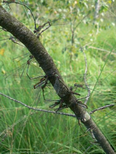 Chalcolestes viridis