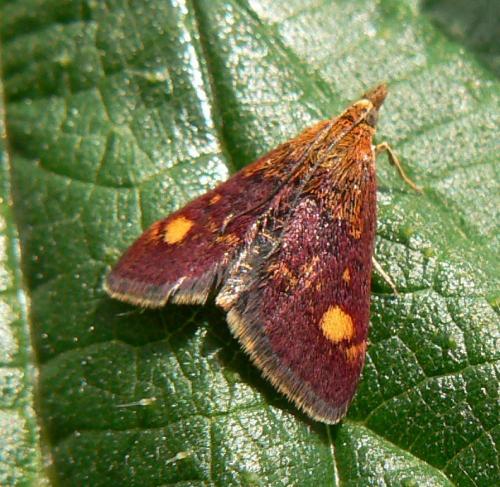 Réf. 75 054 : Pyrausta aurata