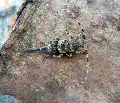 Réf. 75 417 : Acanthocinus reticulatus