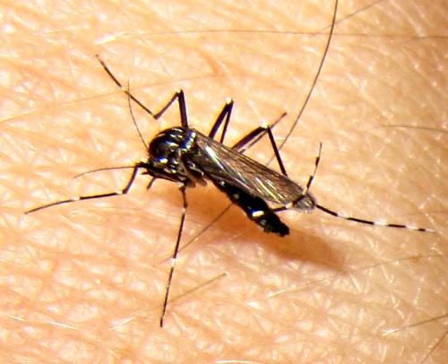 Réf. 75 926 : Aedes albopictus
