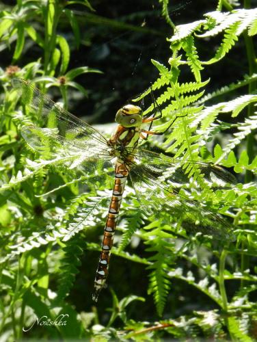 Aeshna cyanea