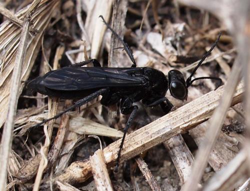 Réf. 75 629 : Anospilus orbitalis luctigerus