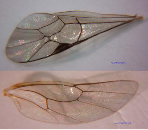Réf. 75 041 : Cryptinae inconnu