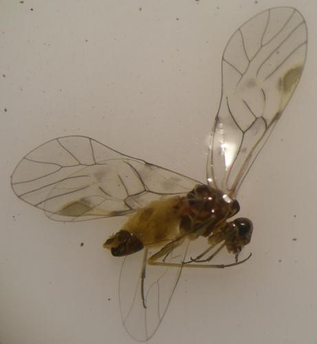 Amphigerontia bifasciata