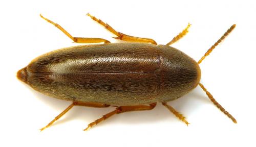 Réf. 75 814 : Anisoxya fuscula