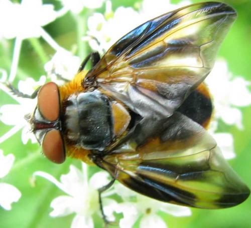 Phasia hemiptera
