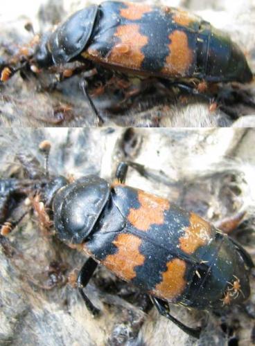 Réf. 75 690 : Nicrophorus interruptus