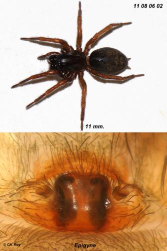Coelotes terrestris