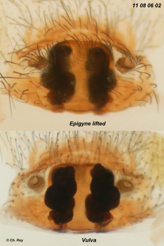 Coelotes terrestris