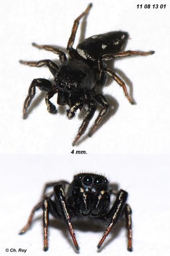 Réf. 75 754 : Heliophanus lineiventris