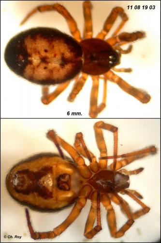 Steatoda bipunctata