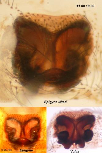 Steatoda bipunctata