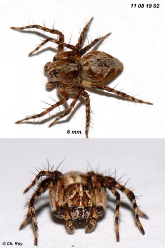 Réf. 75 912 : Oxyopes ramosus