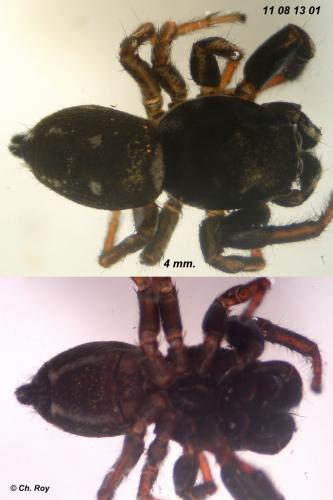 Réf. 75 755 : Heliophanus lineiventris