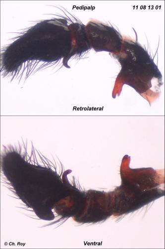 Réf. 75 756 : Heliophanus lineiventris