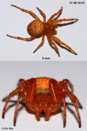 Araneus alsine