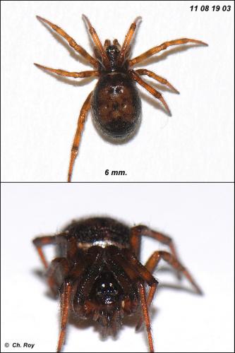 Steatoda bipunctata