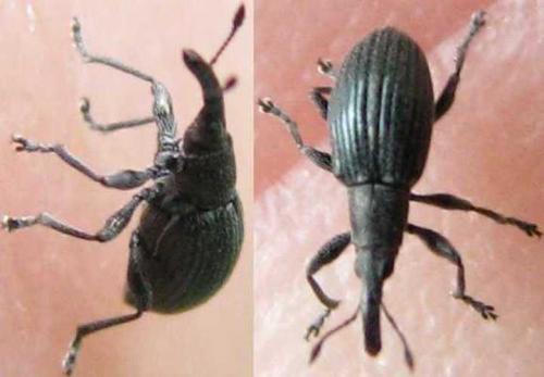 Aspidapion radiolus