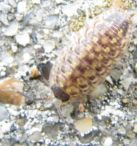 Porcellio spinicornis
