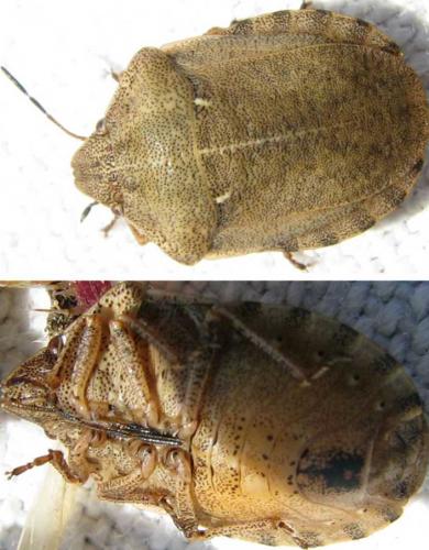 Eurygaster testudinaria