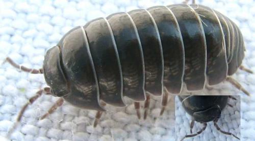Réf. 75 838 : Armadillidium vulgare