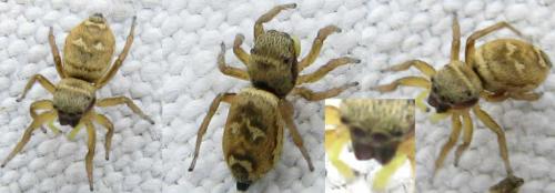 Heliophanus tribulosus