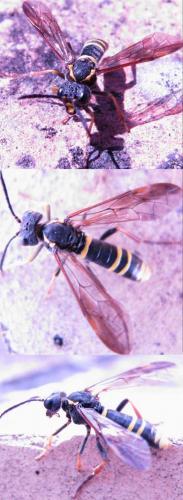 Tenthredo sp.