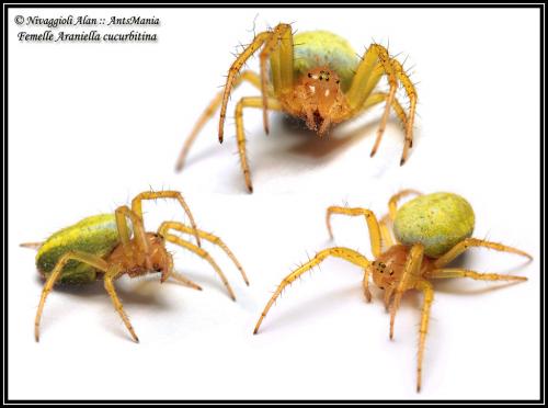 Araniella sp.