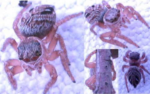 Evarcha arcuata