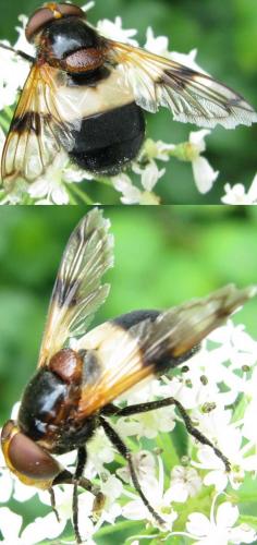 Volucella pellucens