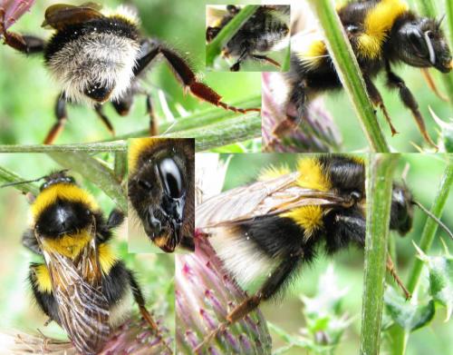 Bombus sp.