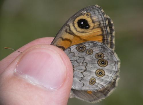 Lasiommata maera