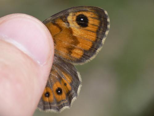 Lasiommata maera
