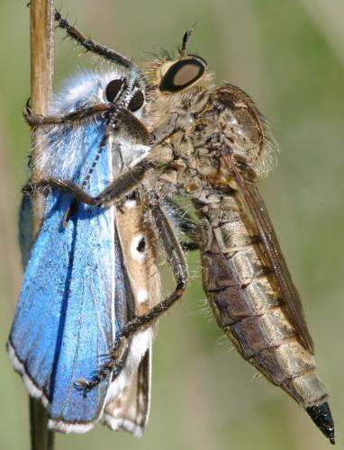Réf. 75 867 : Machimus rusticus