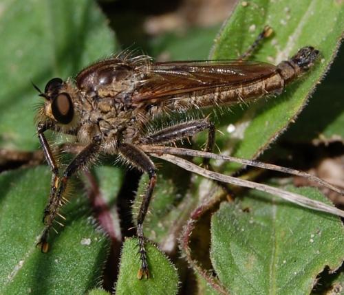 Réf. 75 396 : Machimus rusticus