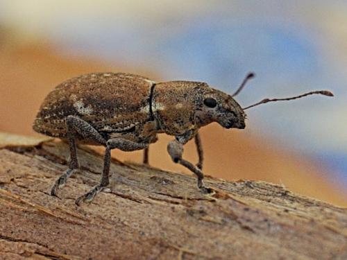 Naupactus cervinus