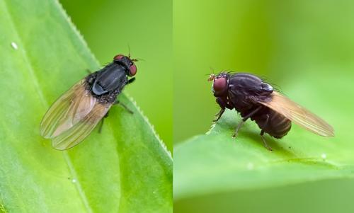 Minettia longipennis