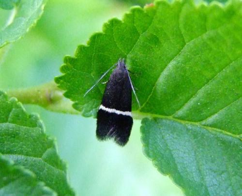 Réf. 75 506 : Syncopacma sp.