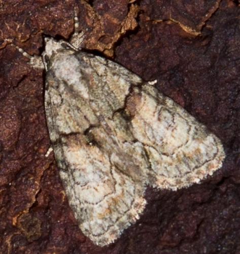 Réf. 75 564 : Cryphia sp.