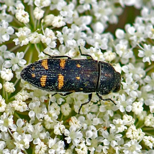 Acmaeoderella flavofasciata