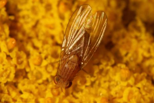 Sapromyzosoma sp.