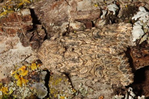 Réf. 75 464 : Anarta trifolii