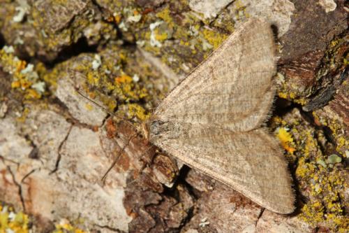 Réf. 75 465 : Isturgia murinaria