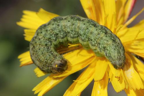 Réf. 75 894 : Hecatera bicolorata