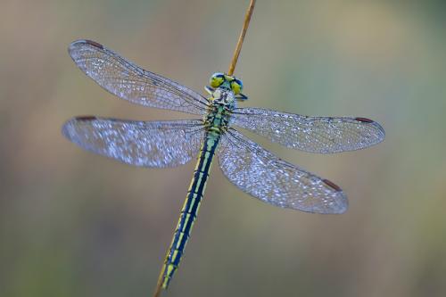 Gomphus pulchellus