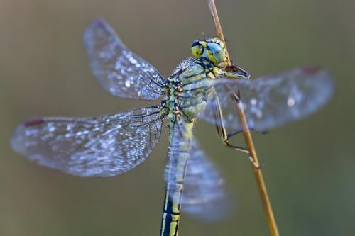 Gomphus pulchellus