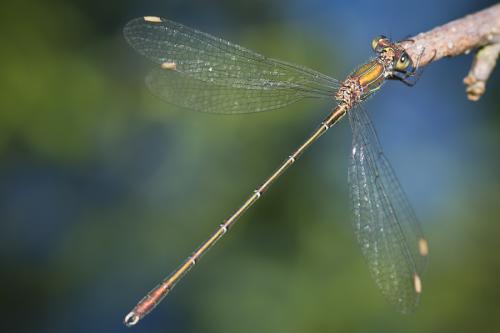 Chalcolestes viridis