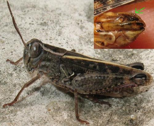 Calliptamus italicus