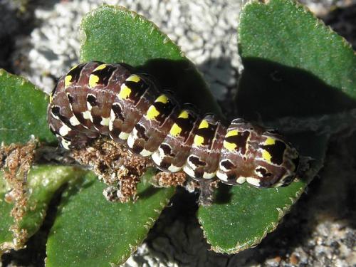 Callopistria latreillei