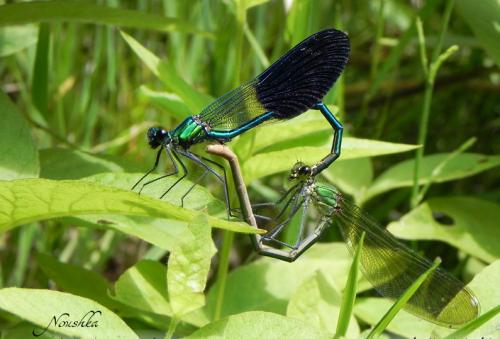 Calopteryx xanthostoma